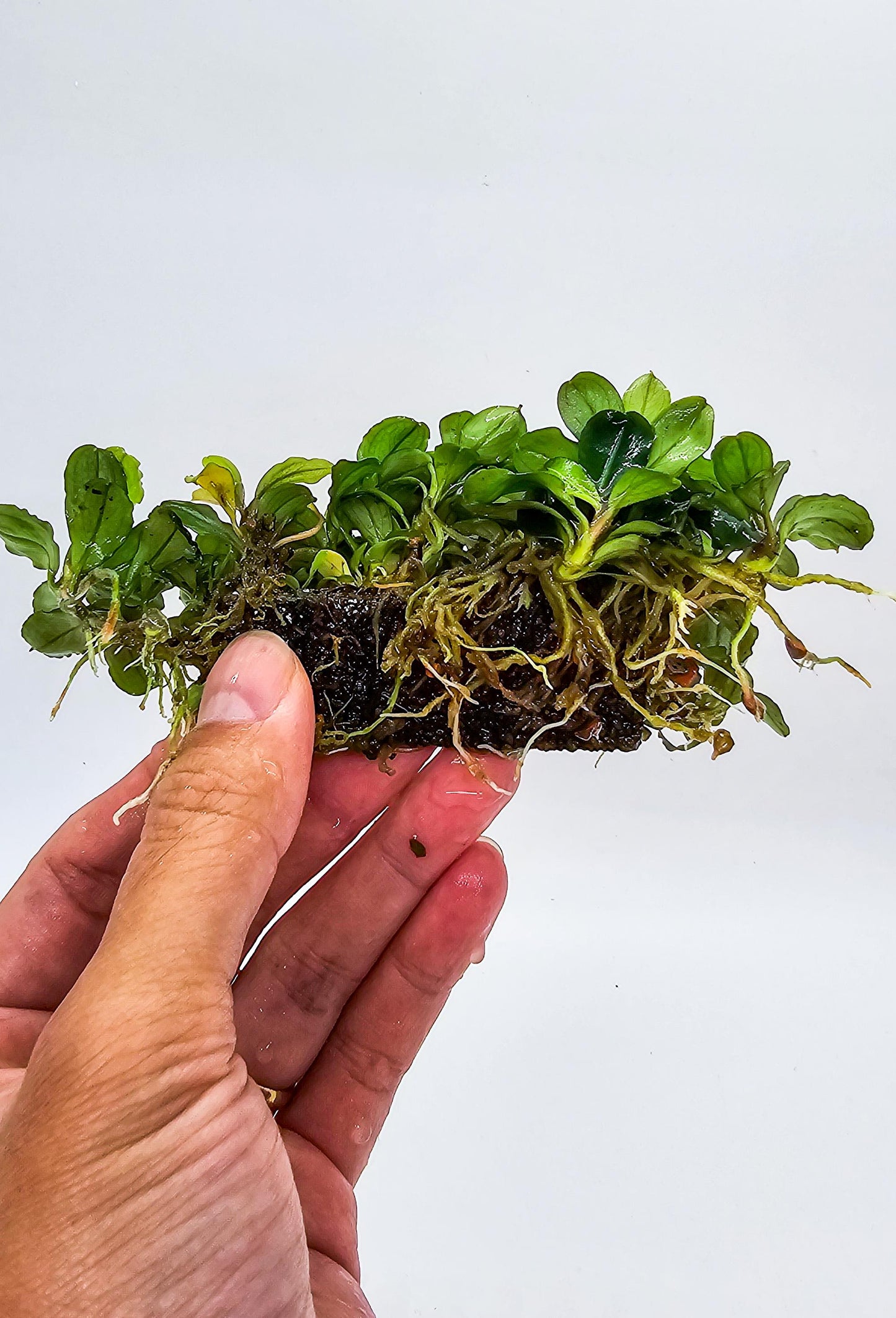 Nutripad (6cm x 2cm) Aquarium Plant Root Booster, Safe for Fish & Shrimp, Ideal for Anubias and Bucephalandra