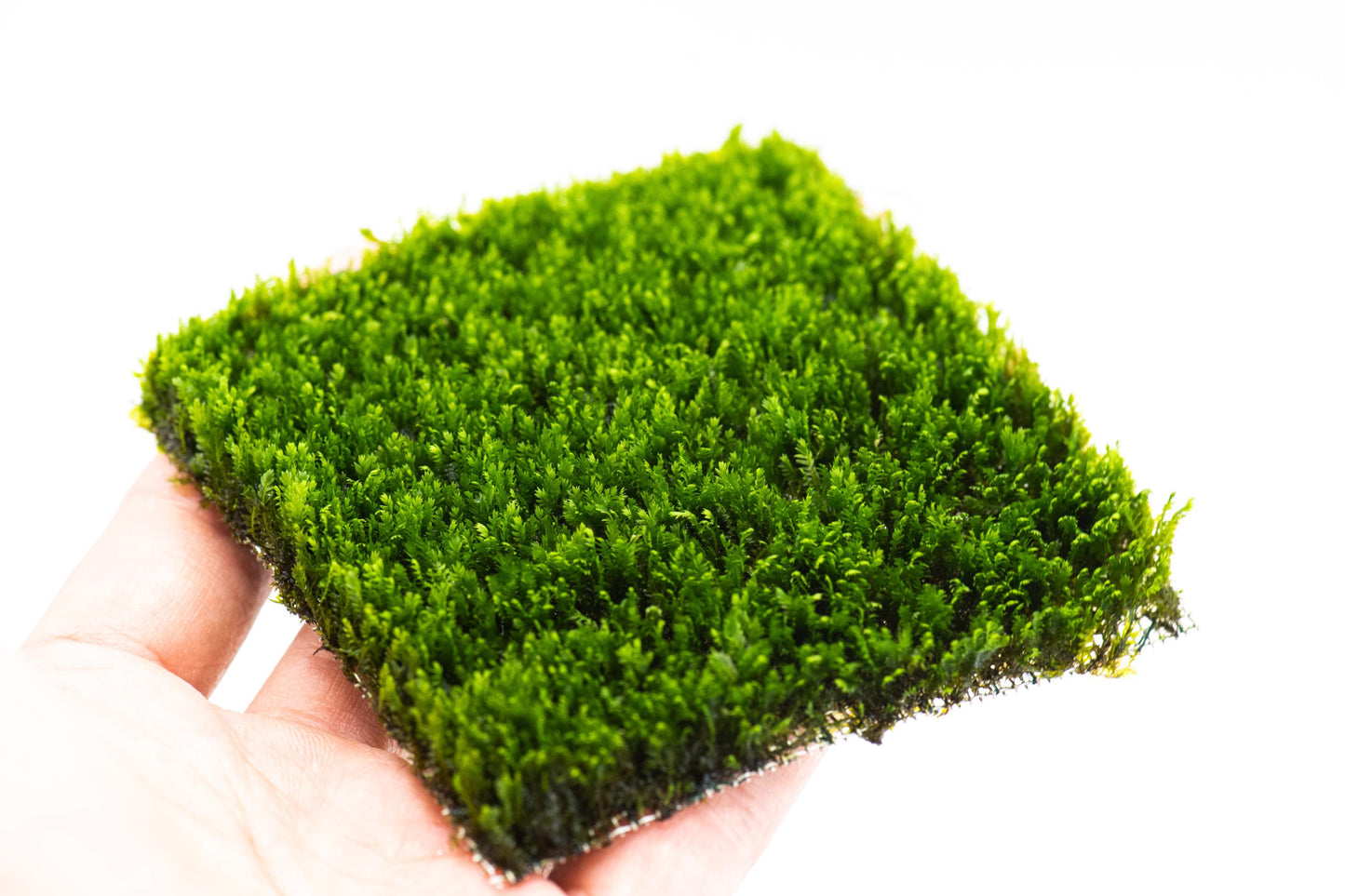 Mini Fissiden Moss Mat (3inx3in) - Live Aquarium Moss For Planted Shrimp Tank, Terrarium Setup
