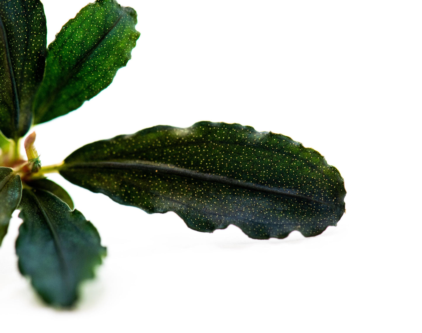 Bucephalandra Sp. Black Galaxy - Rare Small Aquarium Plant For Terrarium, Fish Tank Decorations