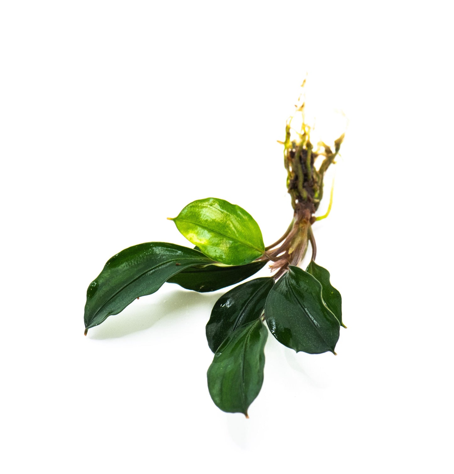 Bucephalandra Sp. Red Heart - Rare Small Aquarium Plant For Terrarium, Fish Tank Decorations