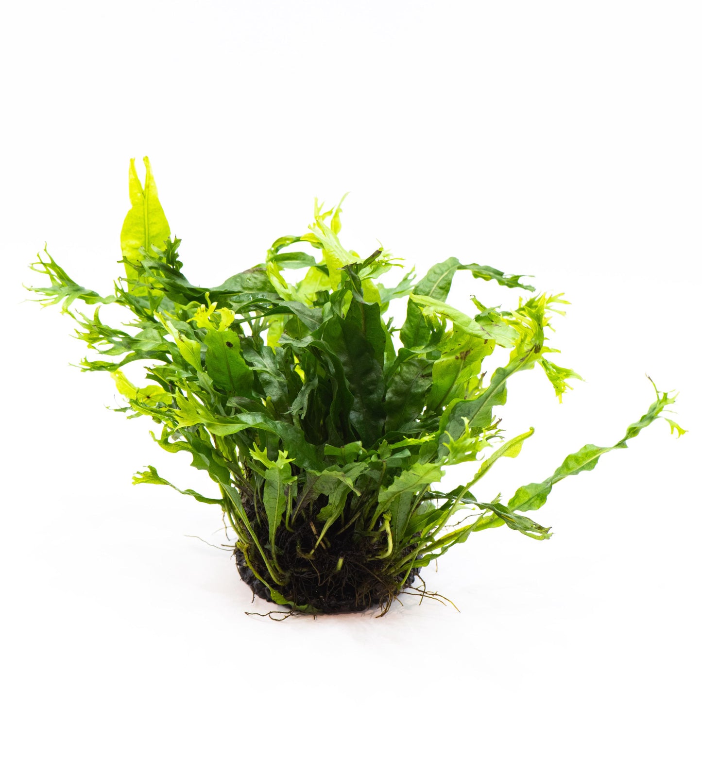 Java Fern 'Windelov' (Microsorum Pteropus) on Nutripad - Live Aquatic Plant For Your Planted Aquarium, Terrarium, Tank Decor
