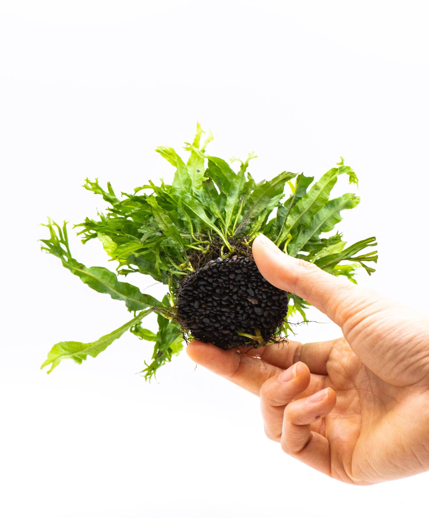 Java Fern 'Windelov' (Microsorum Pteropus) on Nutripad - Live Aquatic Plant For Your Planted Aquarium, Terrarium, Tank Decor
