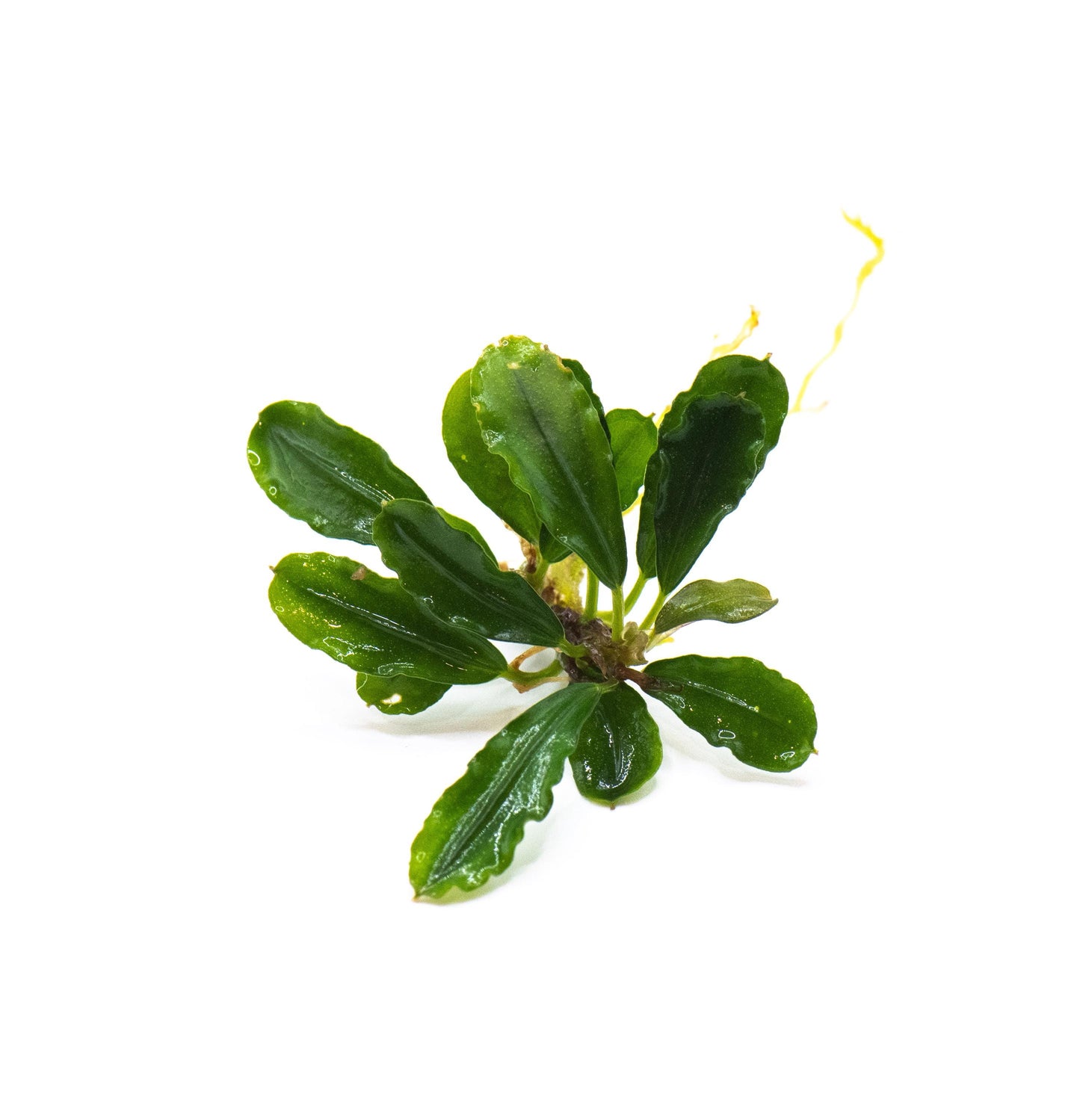 Bucephalandra Sp. Brownie Phantom - Rare Small Aquarium Plant For Terrarium, Fish Tank Decorations