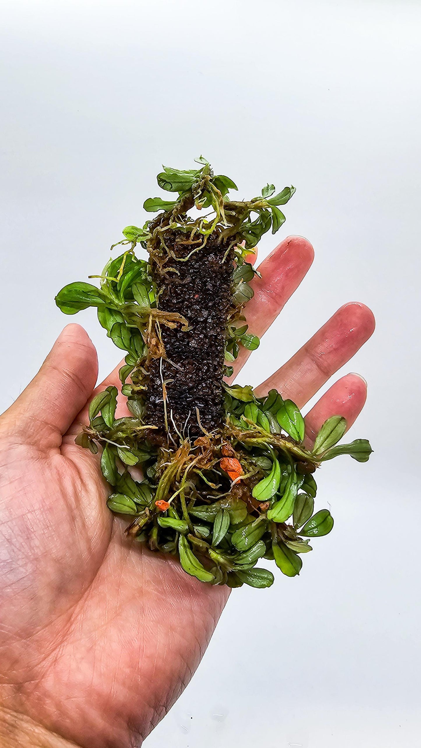 Nutripad (6cm x 2cm) Aquarium Plant Root Booster, Safe for Fish & Shrimp, Ideal for Anubias and Bucephalandra