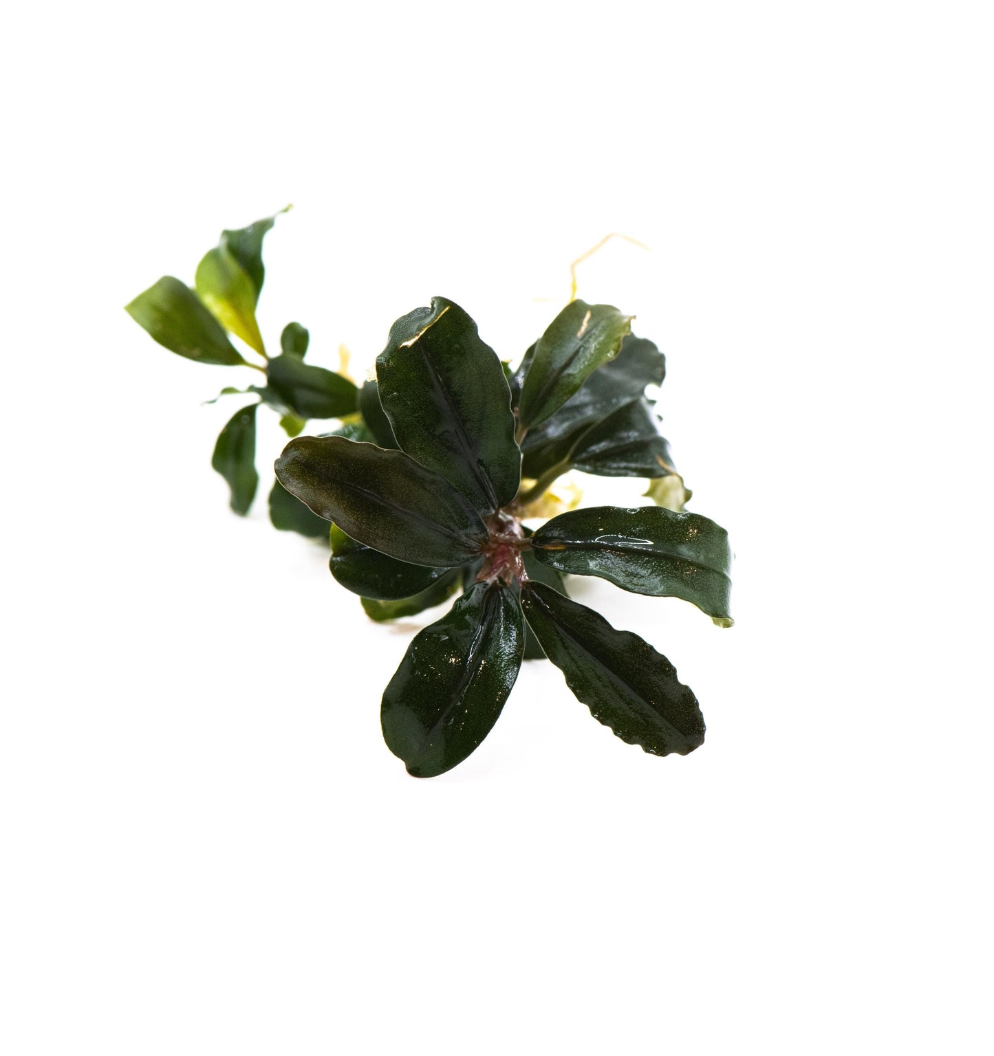 Bucephalandra Sp. Red Purple - Rare Small Aquarium Plant For Terrarium, Fish Tank Decorations
