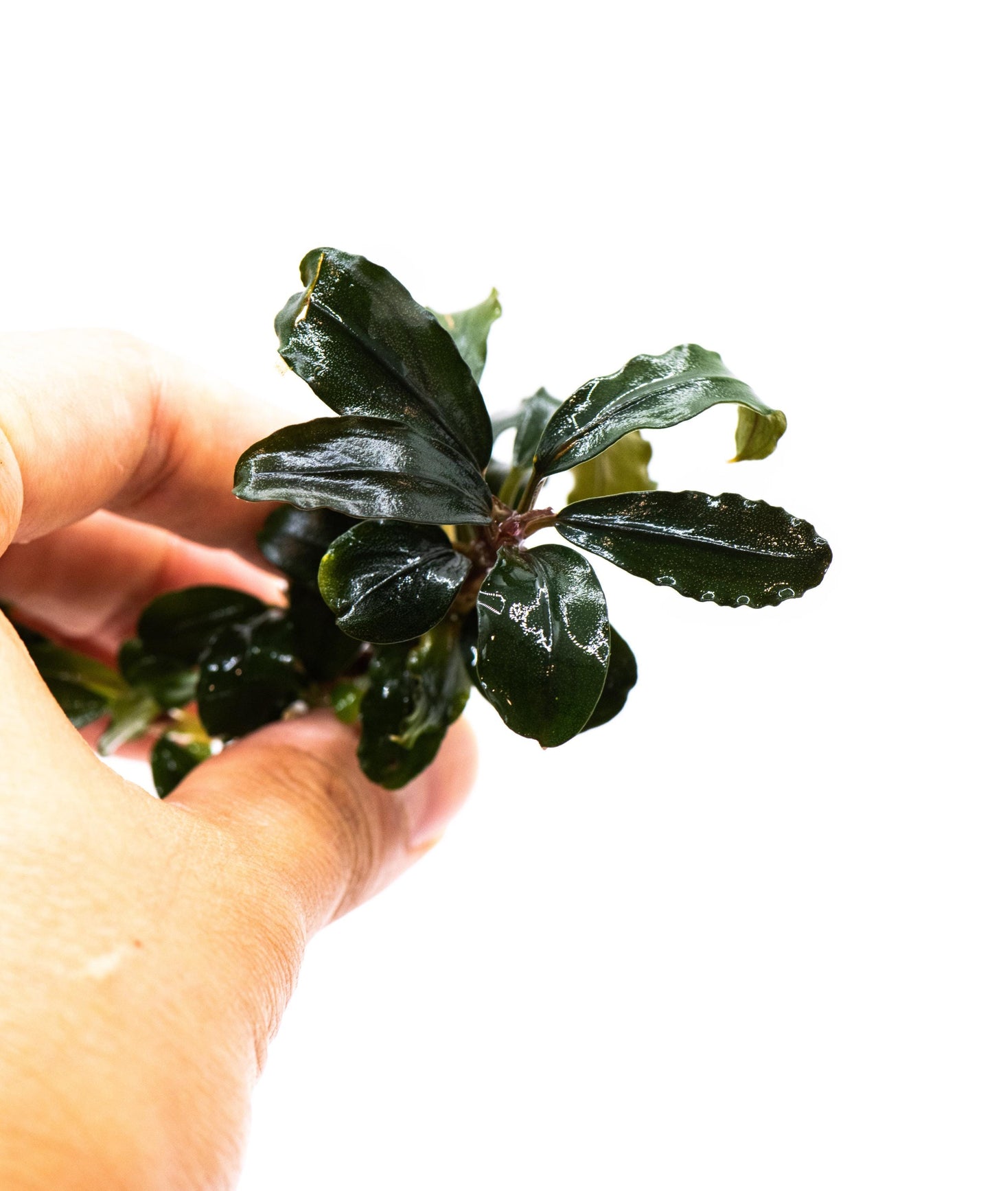 Bucephalandra Sp. Red Purple - Rare Small Aquarium Plant For Terrarium, Fish Tank Decorations