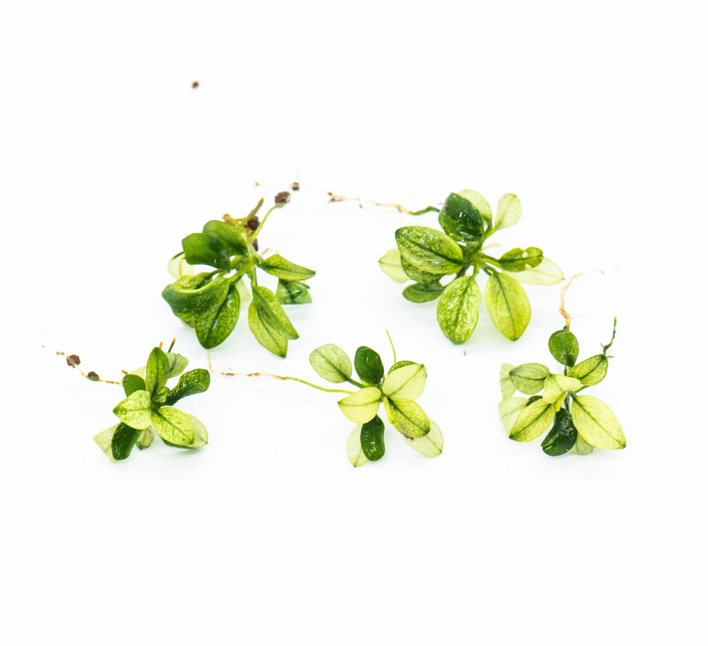 Best Aquarium Plant Pack of 5 - Live, Easy Care Aquatic Plants, Terrarium, Fish Tank Decor