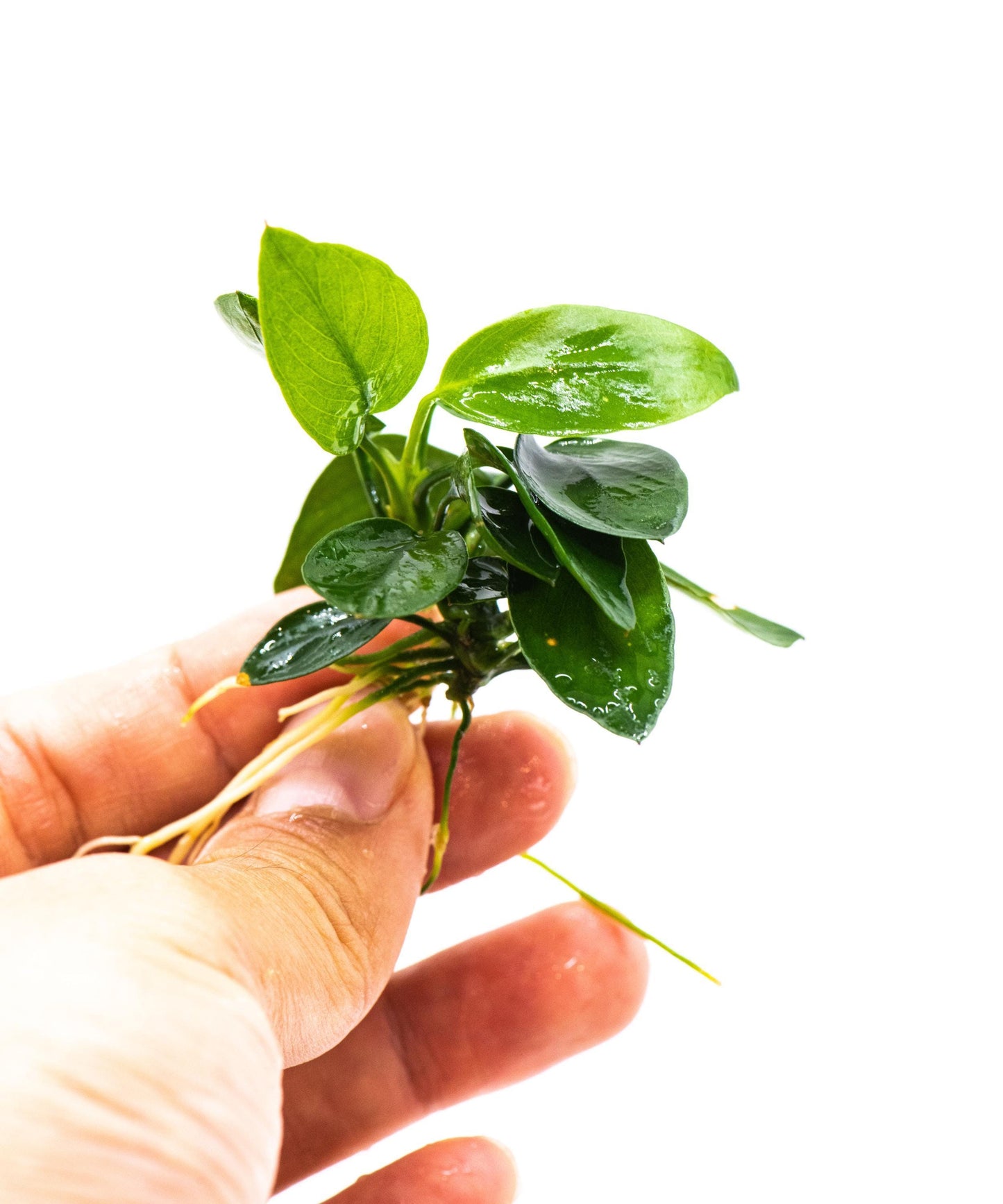 Anubias Nana Peacock (Mother Pot)- Live Aquarium Plant, Low Maintenance, Easy Care