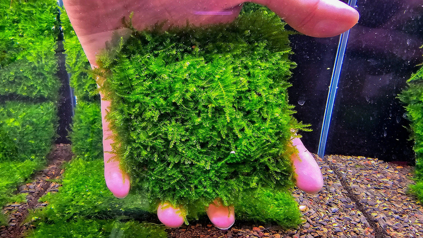 Mini Taiwan Moss Mat (3inx3in) - Live Aquarium Moss For Planted Shrimp Tank, Terrarium Setup