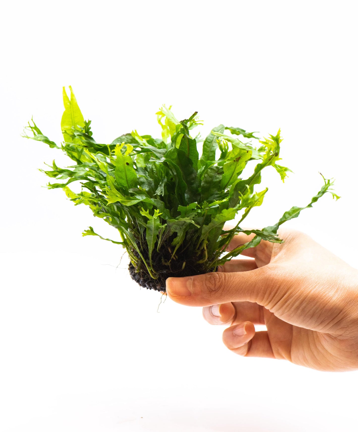 Java Fern 'Windelov' (Microsorum Pteropus) on Nutripad - Live Aquatic Plant For Your Planted Aquarium, Terrarium, Tank Decor