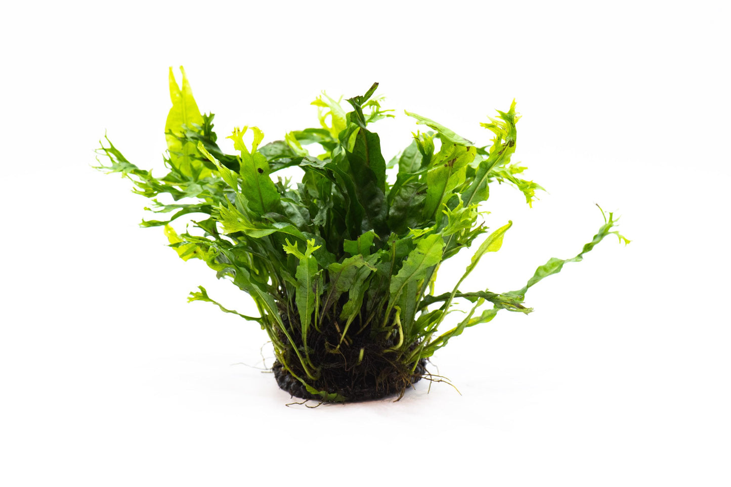 Java Fern 'Windelov' (Microsorum Pteropus) on Nutripad - Live Aquatic Plant For Your Planted Aquarium, Terrarium, Tank Decor