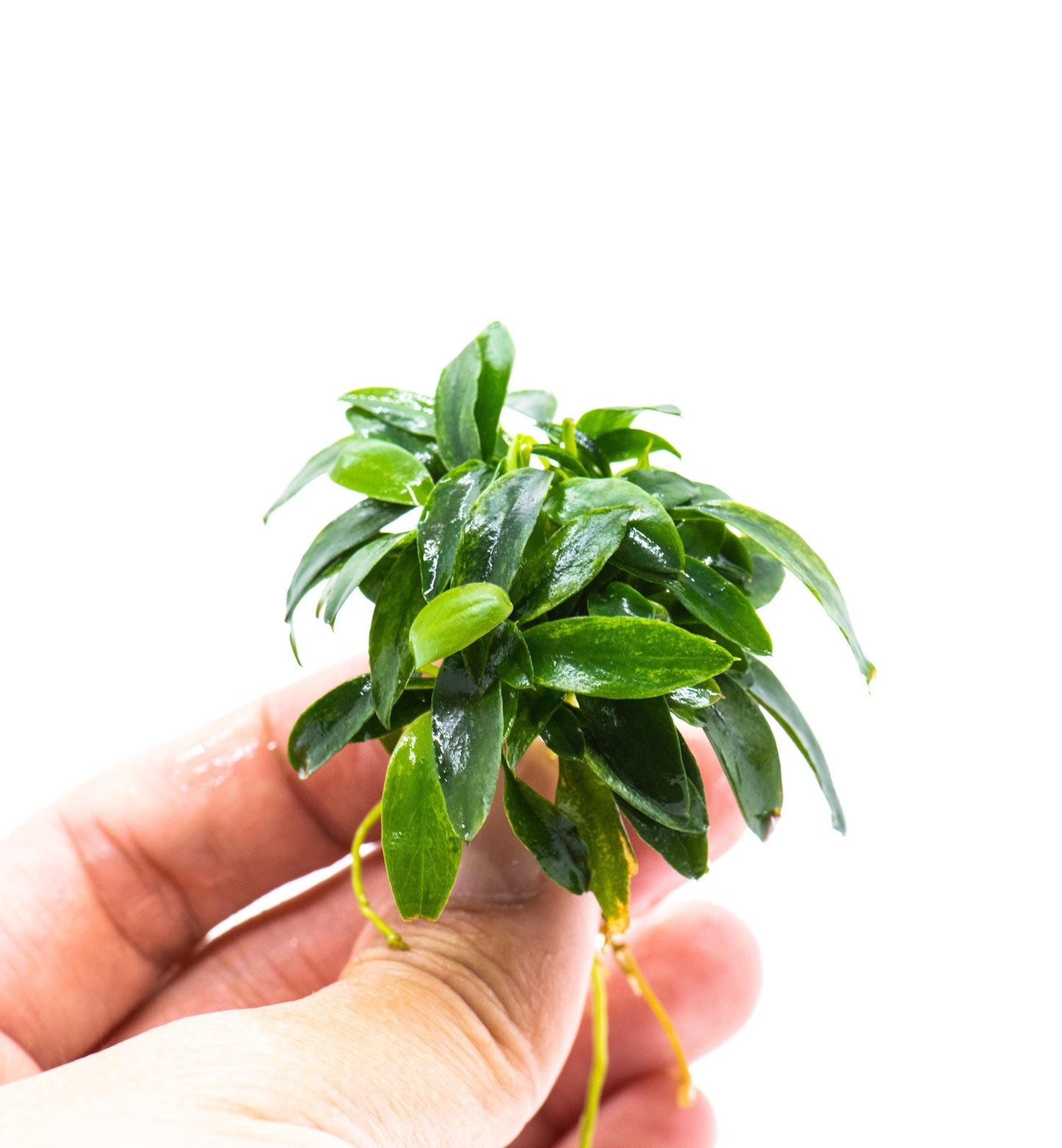 Buy 2 Get 1 Free * Anubias Minima Dragon Claw (Mini Size)- Rare Small Aquarium Plant For Terrarium, Fish Tank Decorations
