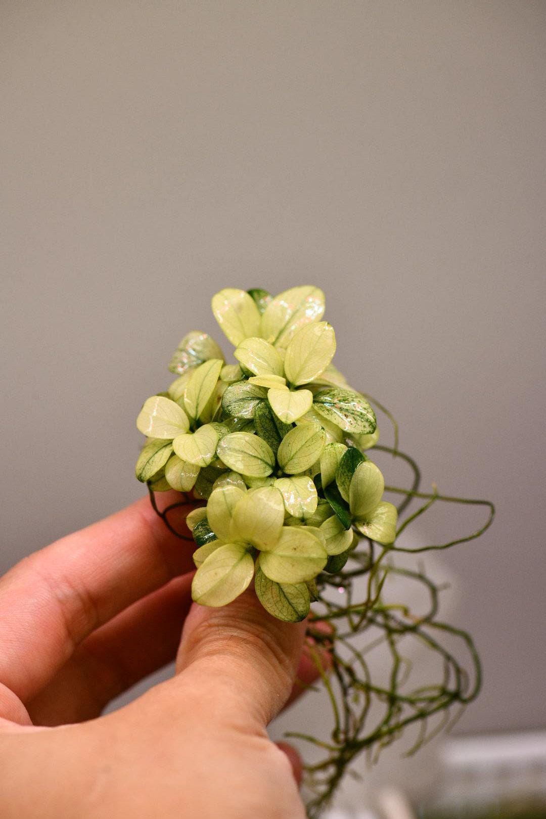 Anubias Nana Petite White Clump - Rare Live Aquatic Plant For Your Planted Aquarium