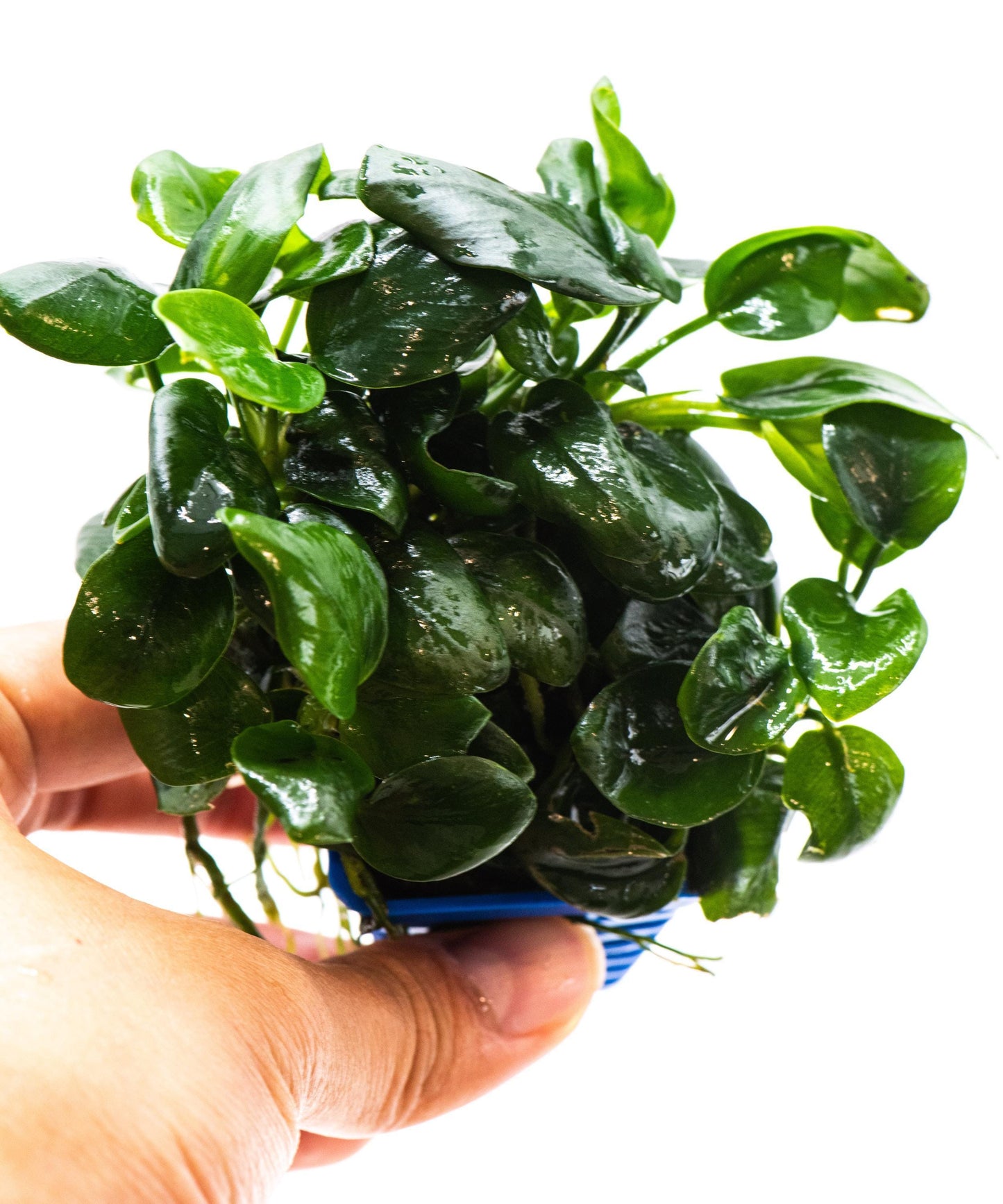Anubias Nana Black (Mother Pot)- Live Aquarium Plant, Low Maintenance, Easy Care