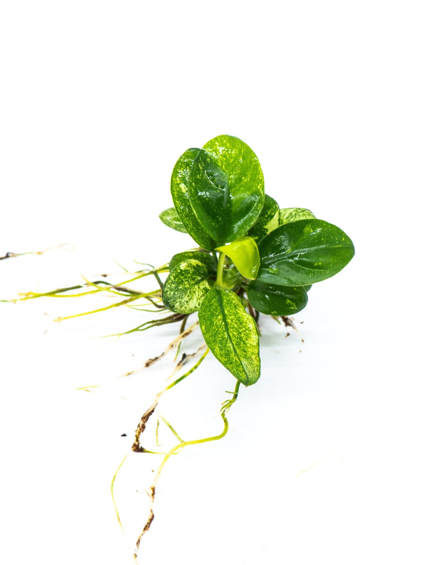 Buy 2 Get 1 Free * Anubias Nana Pinto - Rare Small Aquarium Plant For Terrarium, Fish Tank Decorations