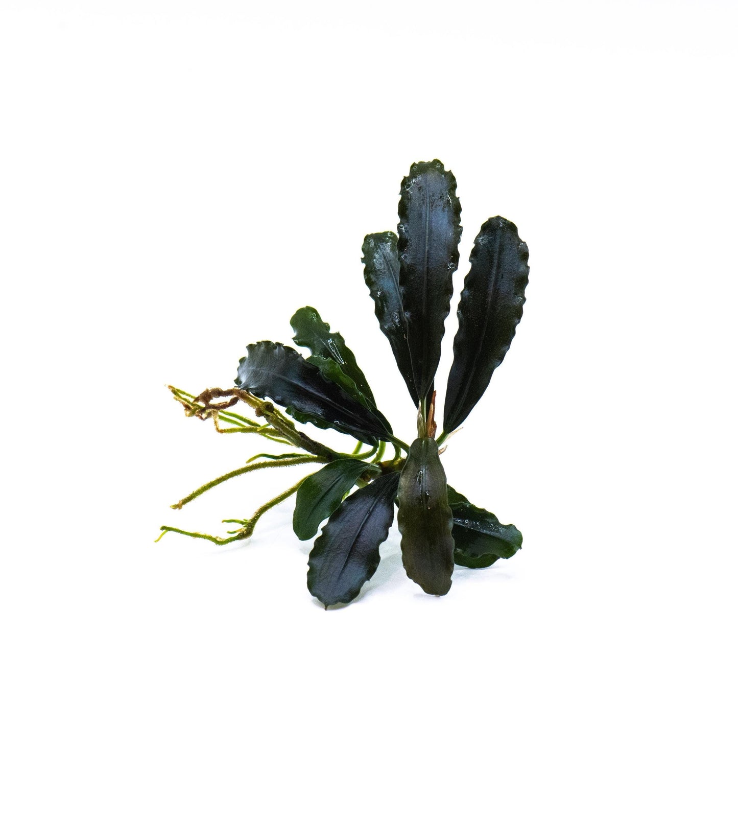 Bucephalandra Sp. Brownie Ghost - Rare Small Aquarium Plant For Terrarium, Fish Tank Decorations