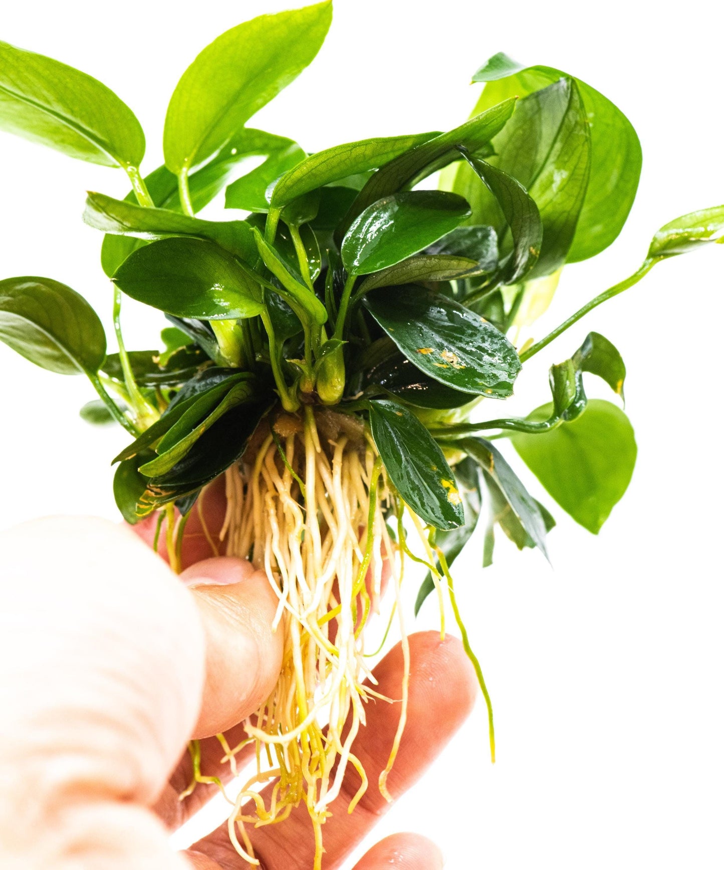 Anubias Nana Peacock (Mother Pot)- Live Aquarium Plant, Low Maintenance, Easy Care