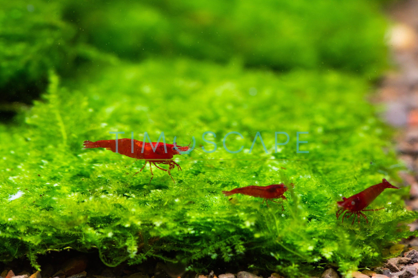Mini Taiwan Moss Mat (3inx3in) - Live Aquarium Moss For Planted Shrimp Tank, Terrarium Setup