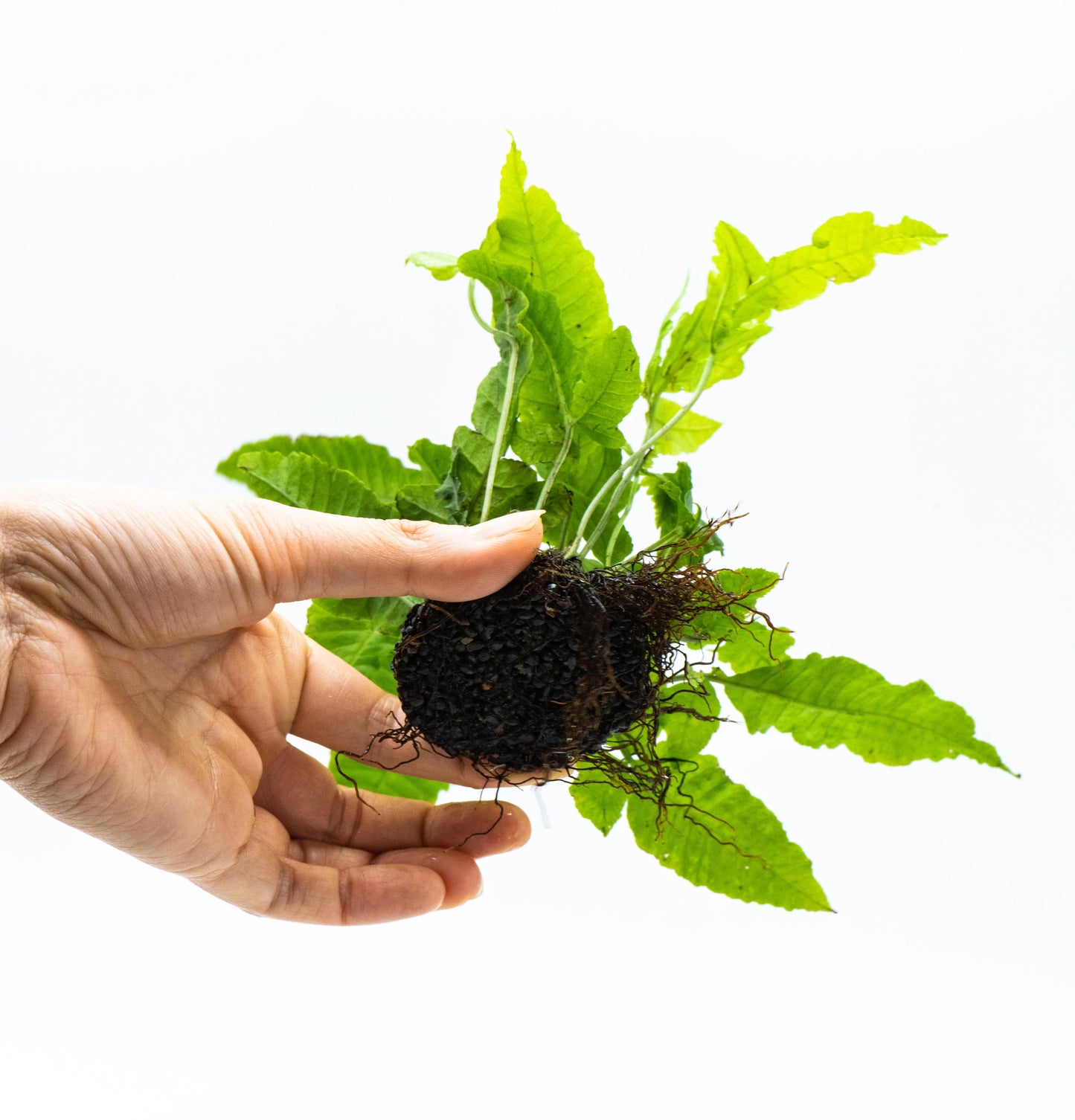 Bolbitis Heteroclita on Nutripad - Live Aquatic Plant For Your Planted Aquarium, Terrarium, Tank Decor
