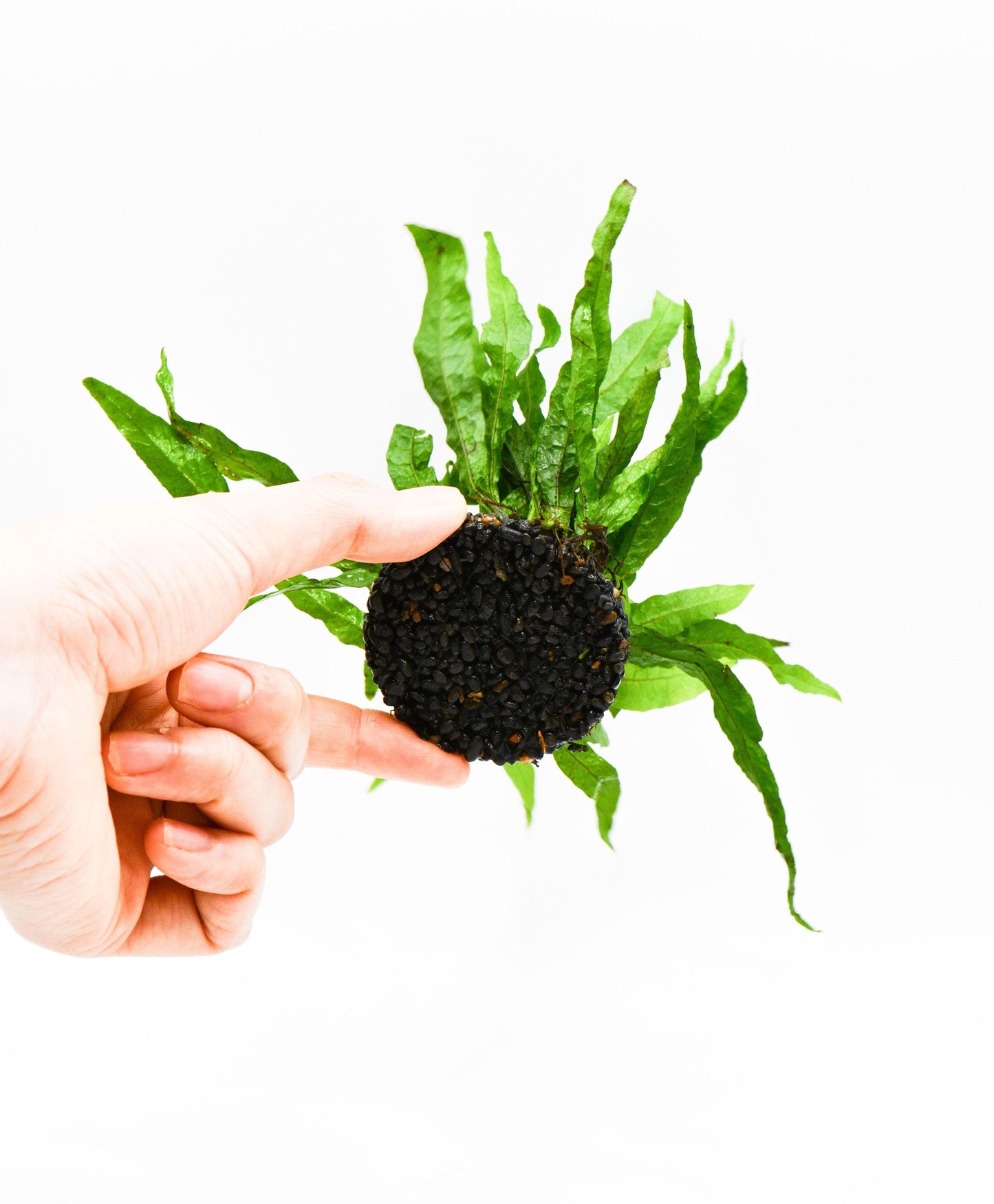Java Fern 'Petite' (Microsorum Pteropus) on Nutripad - Live Aquatic Plant For Your Planted Aquarium, Terrarium, Tank Decor