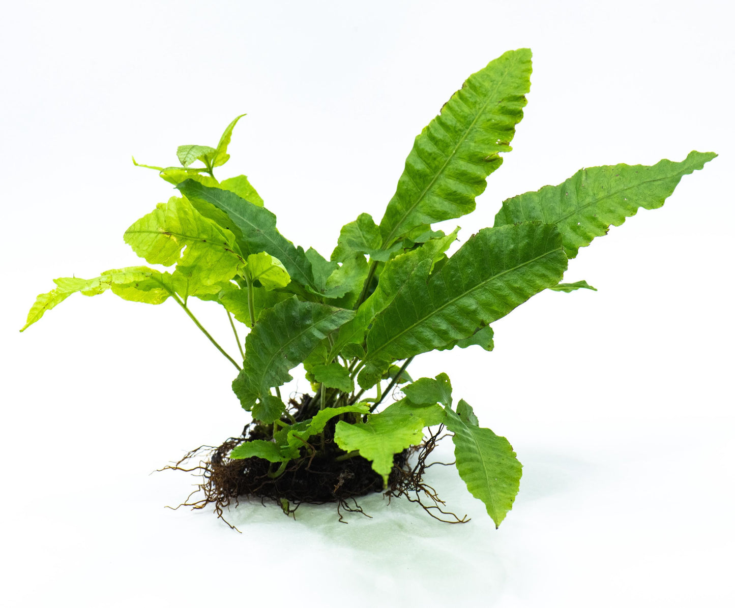 Bolbitis Heteroclita on Nutripad - Live Aquatic Plant For Your Planted Aquarium, Terrarium, Tank Decor