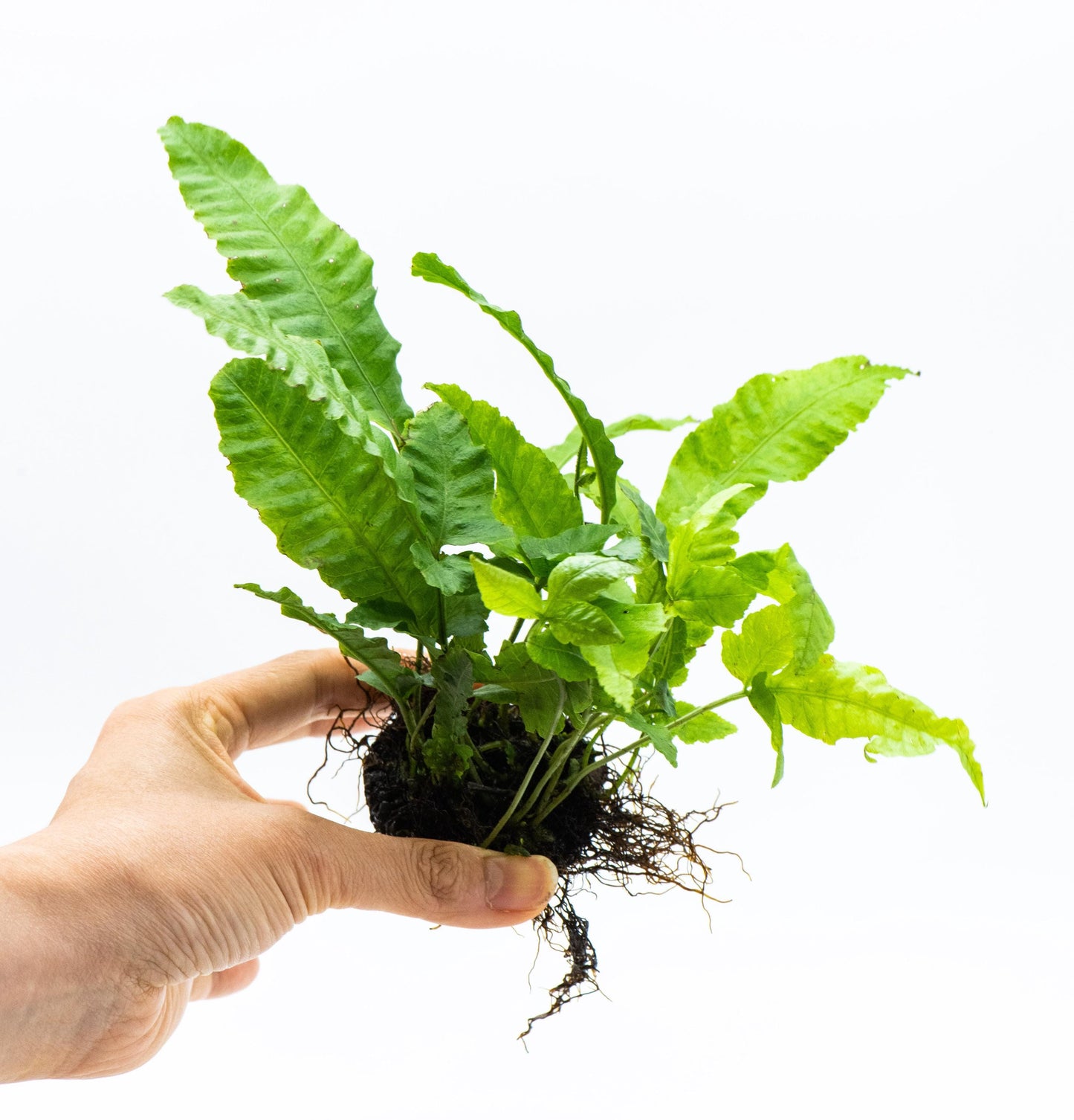 Bolbitis Heteroclita on Nutripad - Live Aquatic Plant For Your Planted Aquarium, Terrarium, Tank Decor