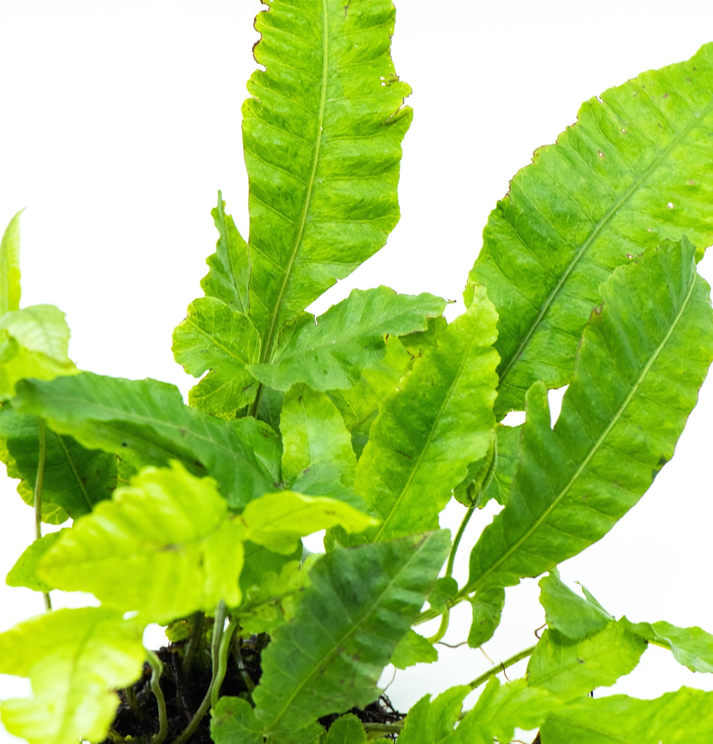 Bolbitis Heteroclita on Nutripad - Live Aquatic Plant For Your Planted Aquarium, Terrarium, Tank Decor