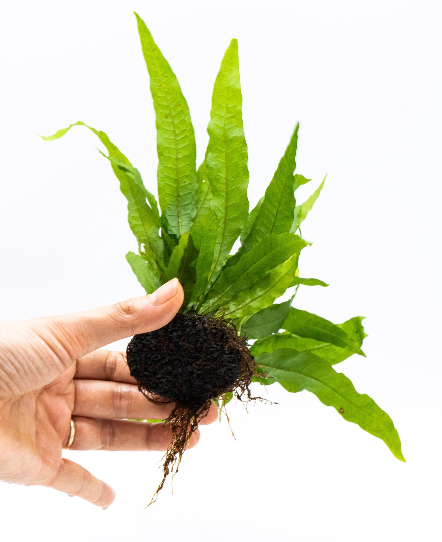 Java Fern (Microsorum Pteropus) on Nutripad - Live Aquatic Plant For Your Planted Aquarium, Terrarium, Tank Decor