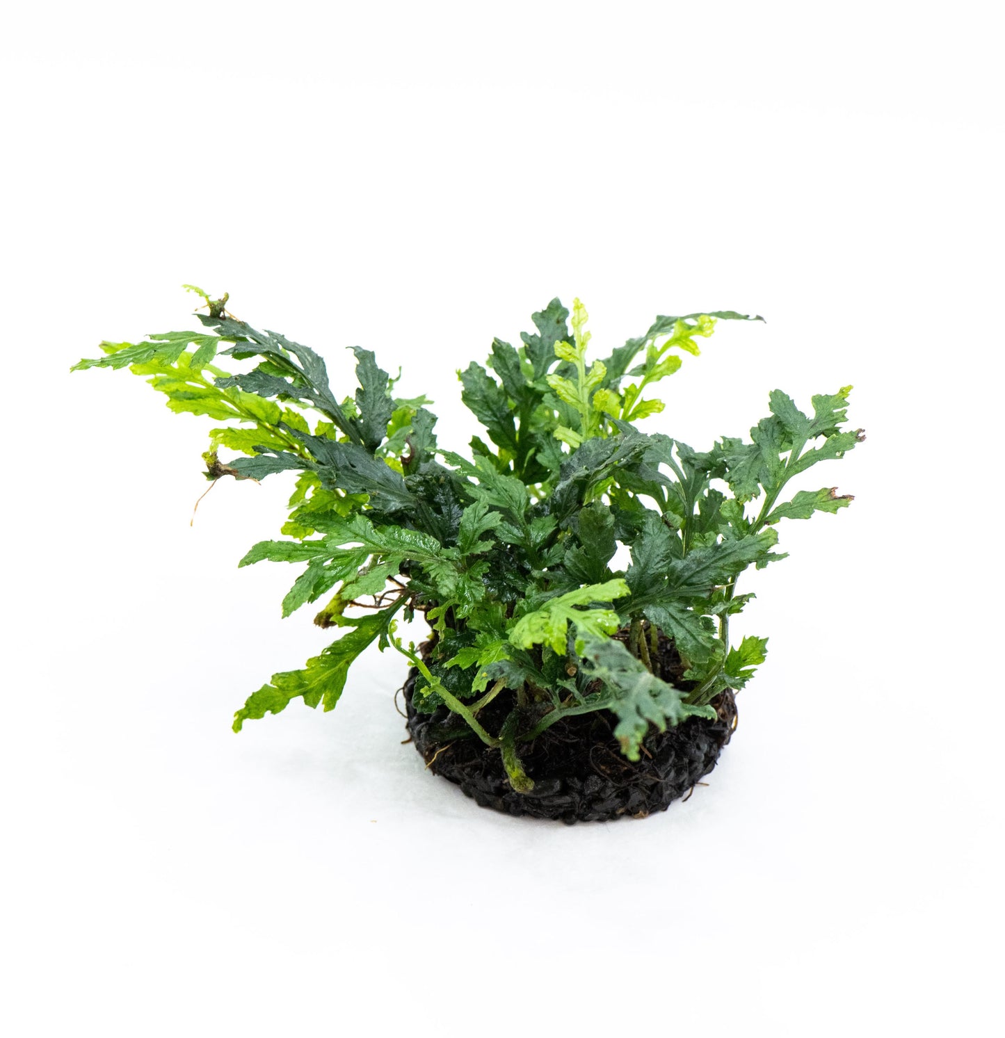 Bolbitis Difformis 'Mini' on Nutripad - Live Aquatic Plant For Your Planted Aquarium, Terrarium, Tank Decor