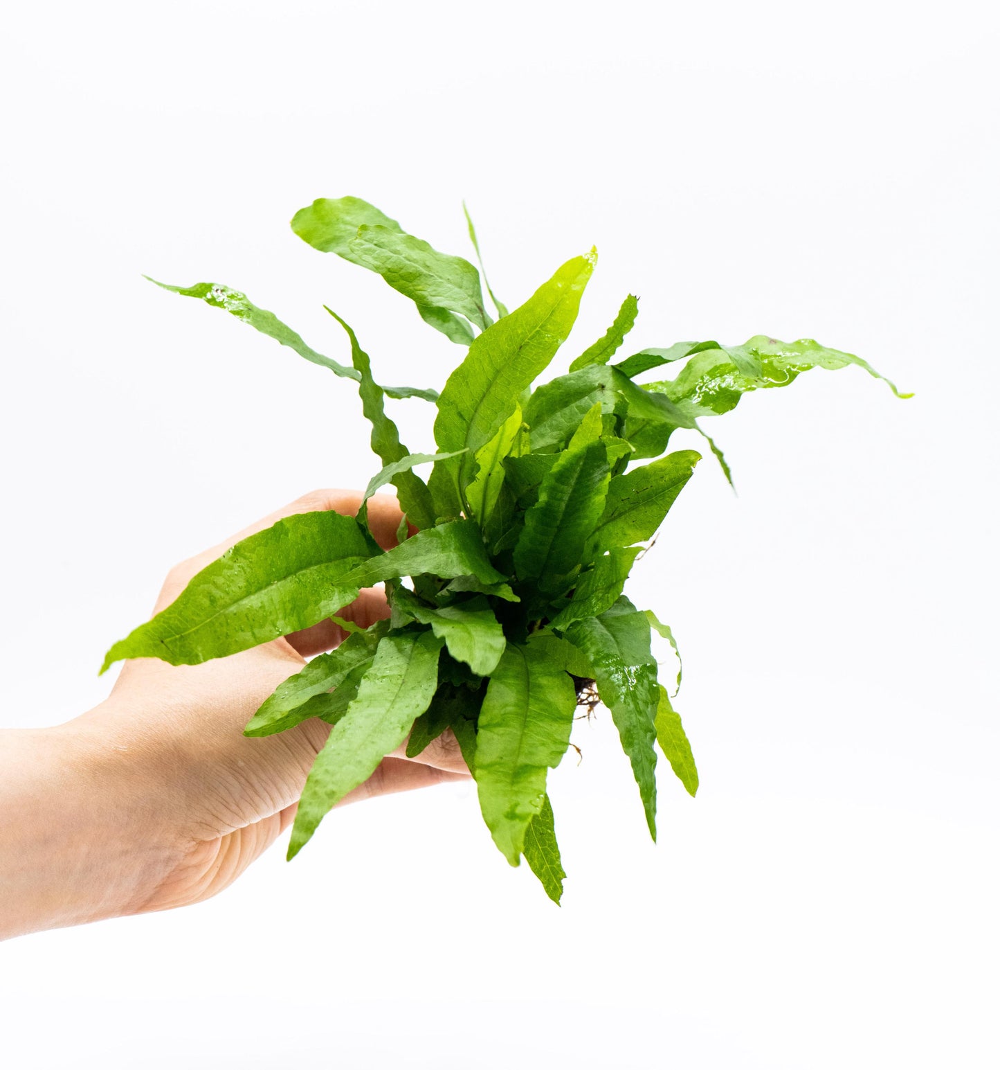 Java Fern (Microsorum Pteropus) on Nutripad - Live Aquatic Plant For Your Planted Aquarium, Terrarium, Tank Decor
