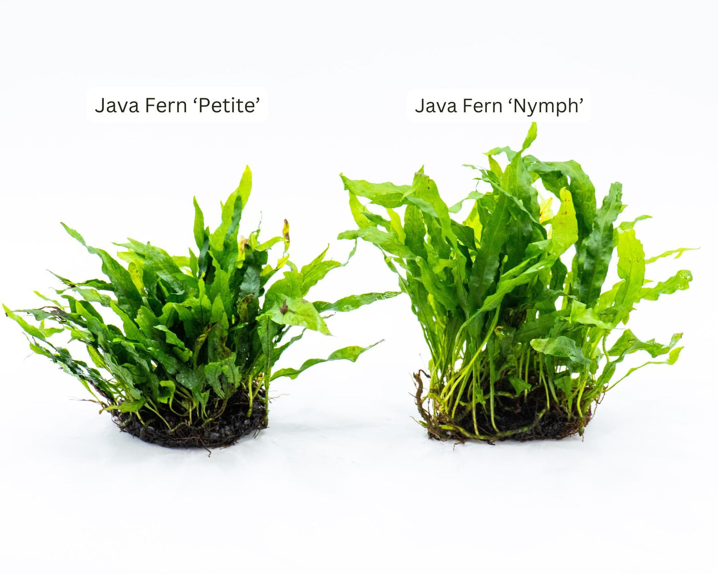 Java Fern Nymph on Nutripad | Rare Live Aquarium Plant | Low Light Easy Care | Shrimp Safe Planted Tank