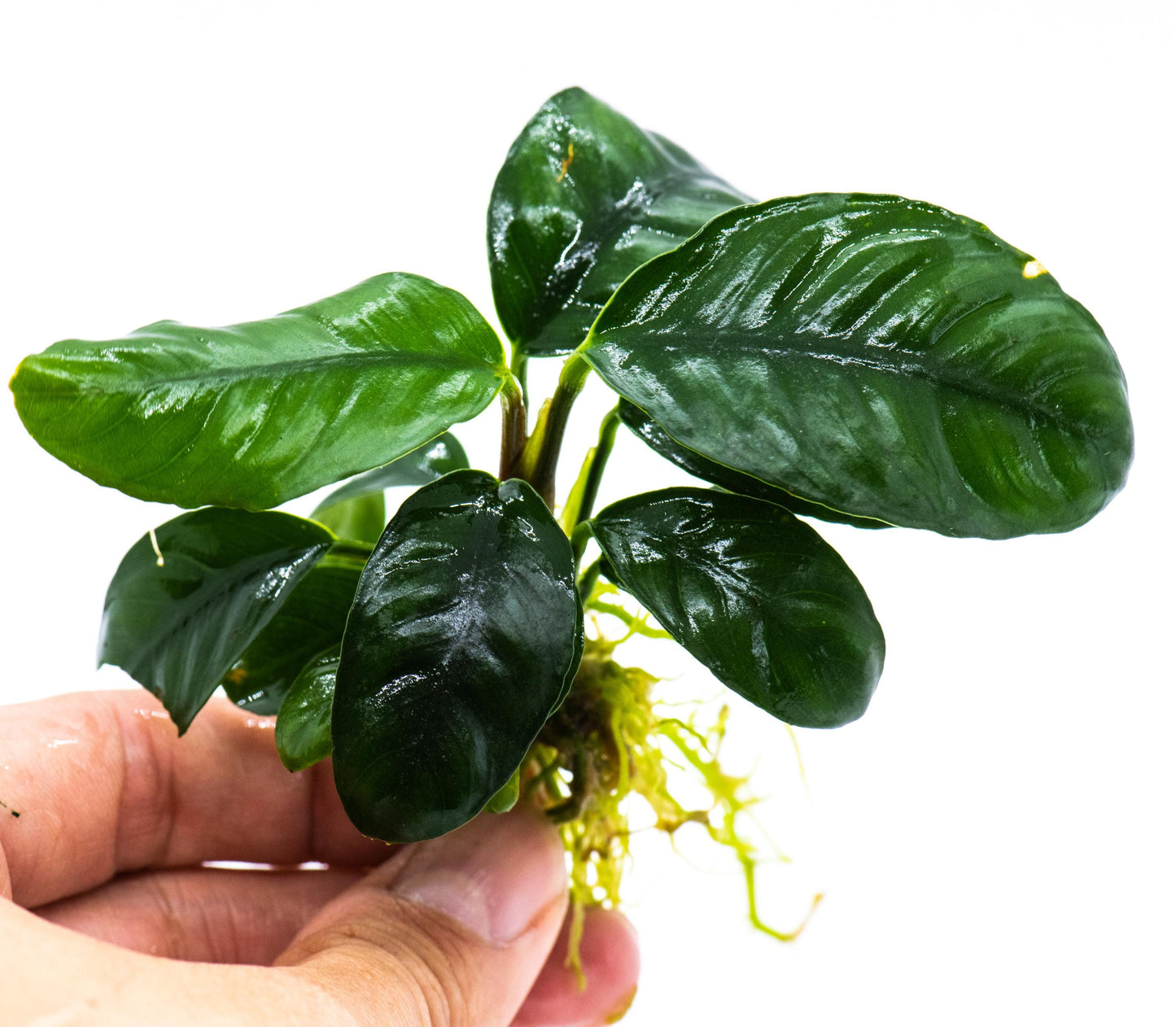 Anubias Coffeefolia Aquarium Plant – Rare Terrarium, Fish Tank Decoration