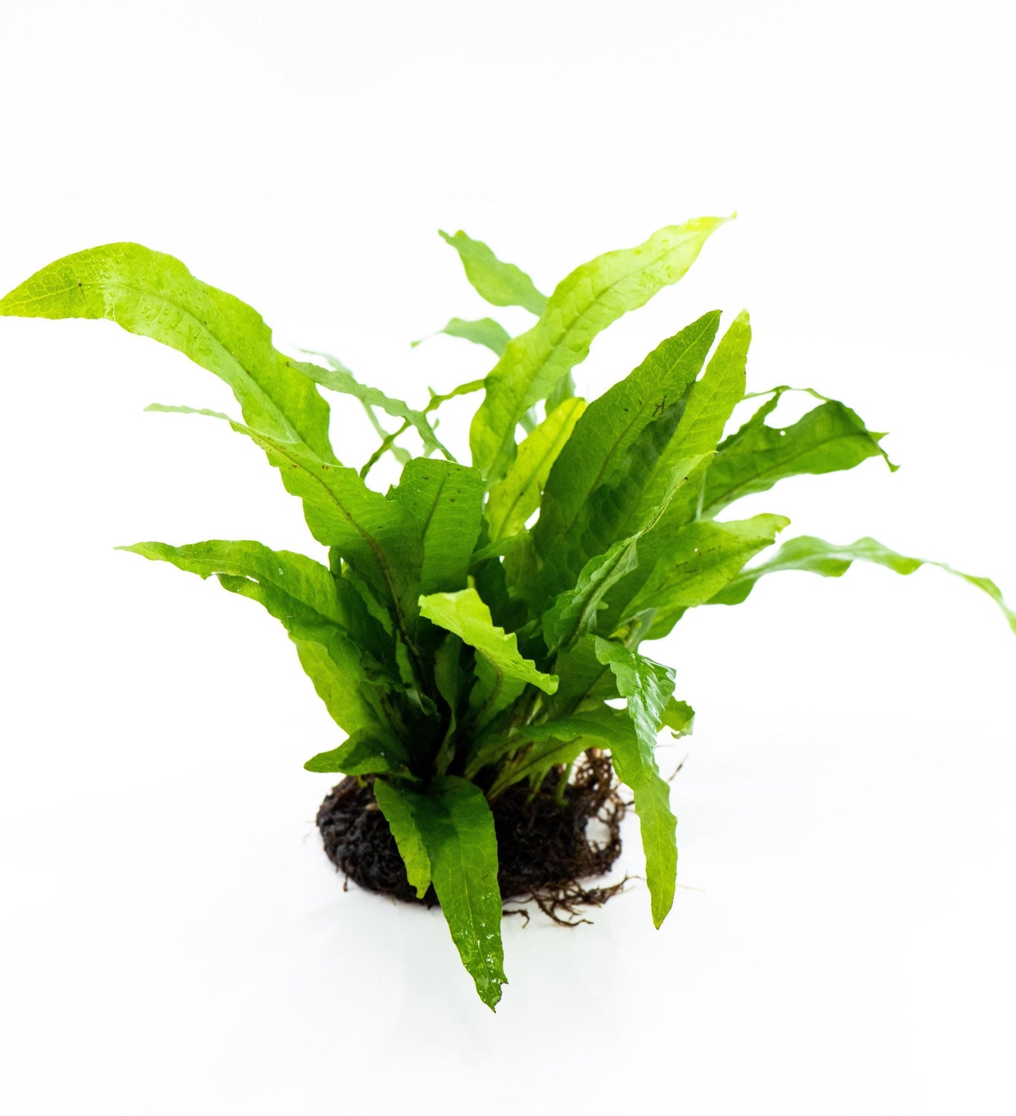 Java Fern on Nutripad | Live Aquarium Plant | Low Light Easy Care | Shrimp Safe Beginner Planted Tank