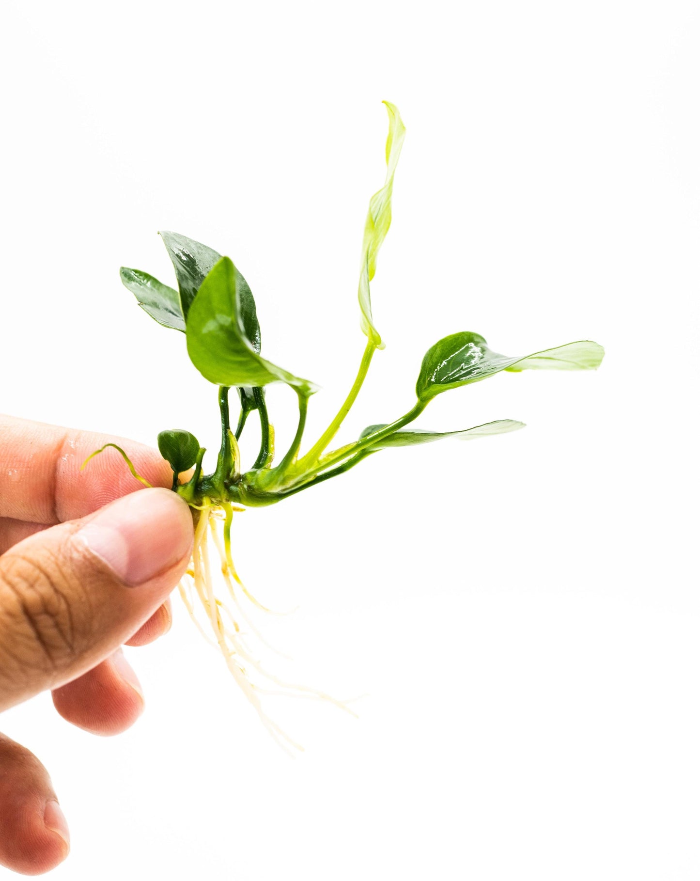 Buy 2 Get 1 Free - Anubias Nana Barteri Live Aquarium Plant Low Light Fish Tank Shrimp Safe Freshwater Plant