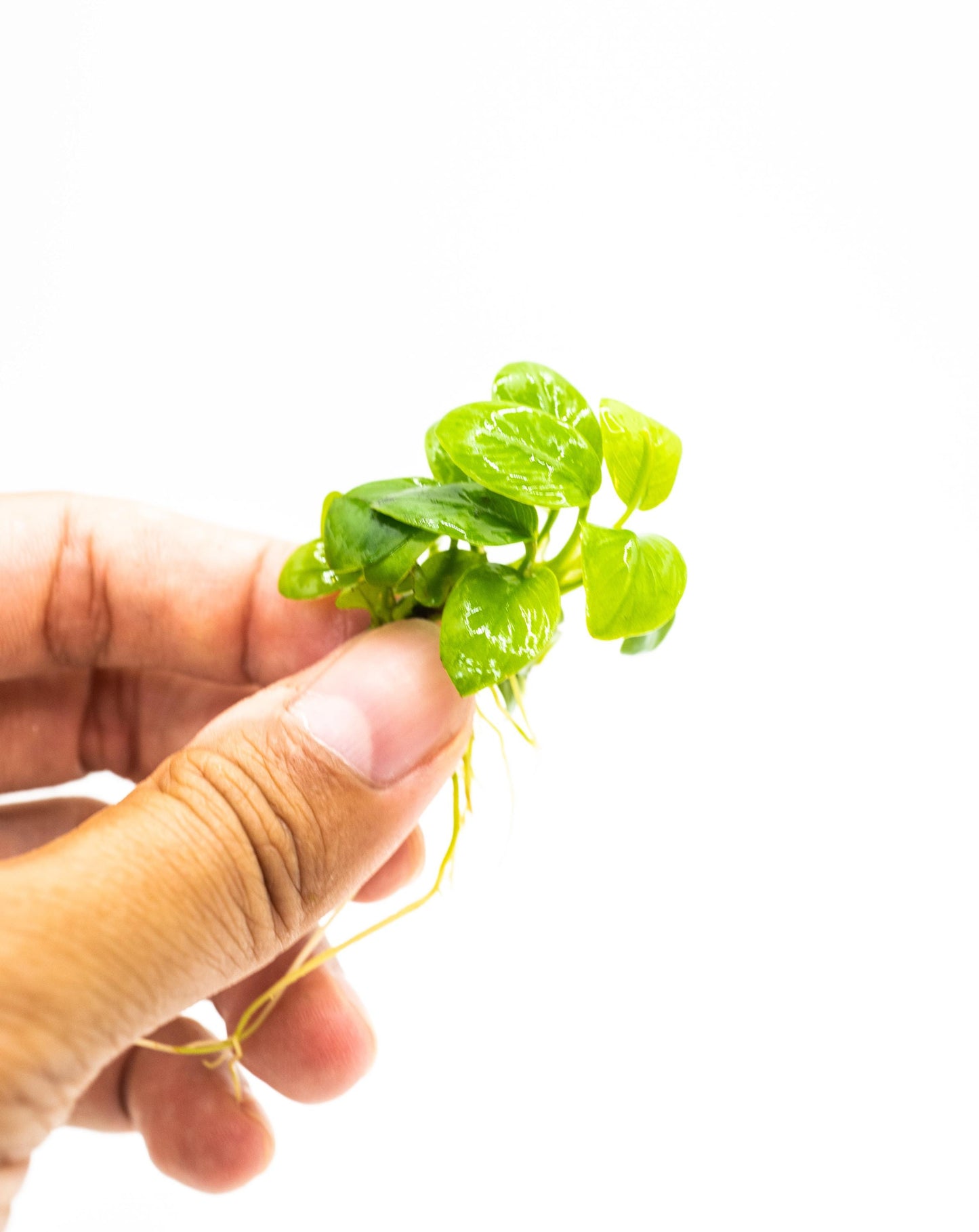 Buy 2 Get 1 Free - Anubias Nana Golden Leaf Mini | Rare Live Aquarium Plant | Low Light Shrimp Safe | Planted Tank