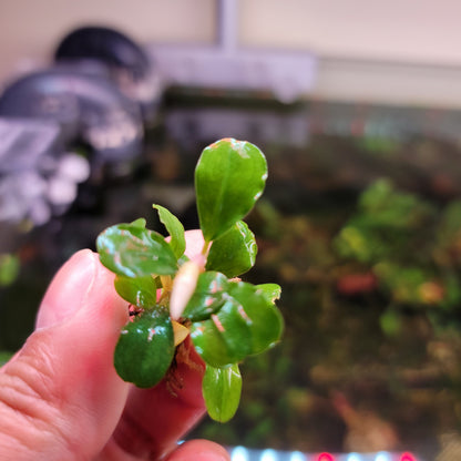 5 Rare Bucephalandra Pack + Mystery Bonus | Live Aquarium Plant | Low Light Rhizome | Shrimp Tank | Planted Tank Gift