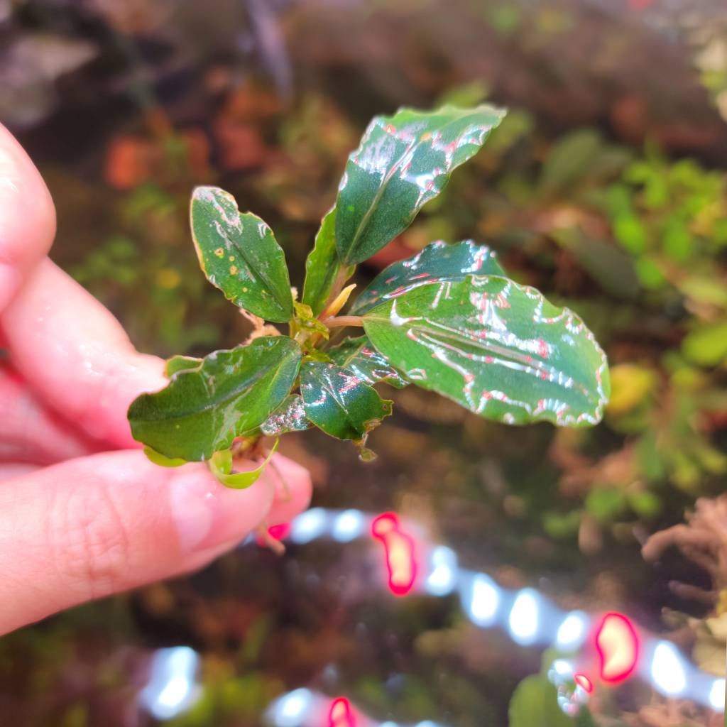 100 Random Bucephalandra Plants + Mystery Bonus - Rare Aquarium Plants