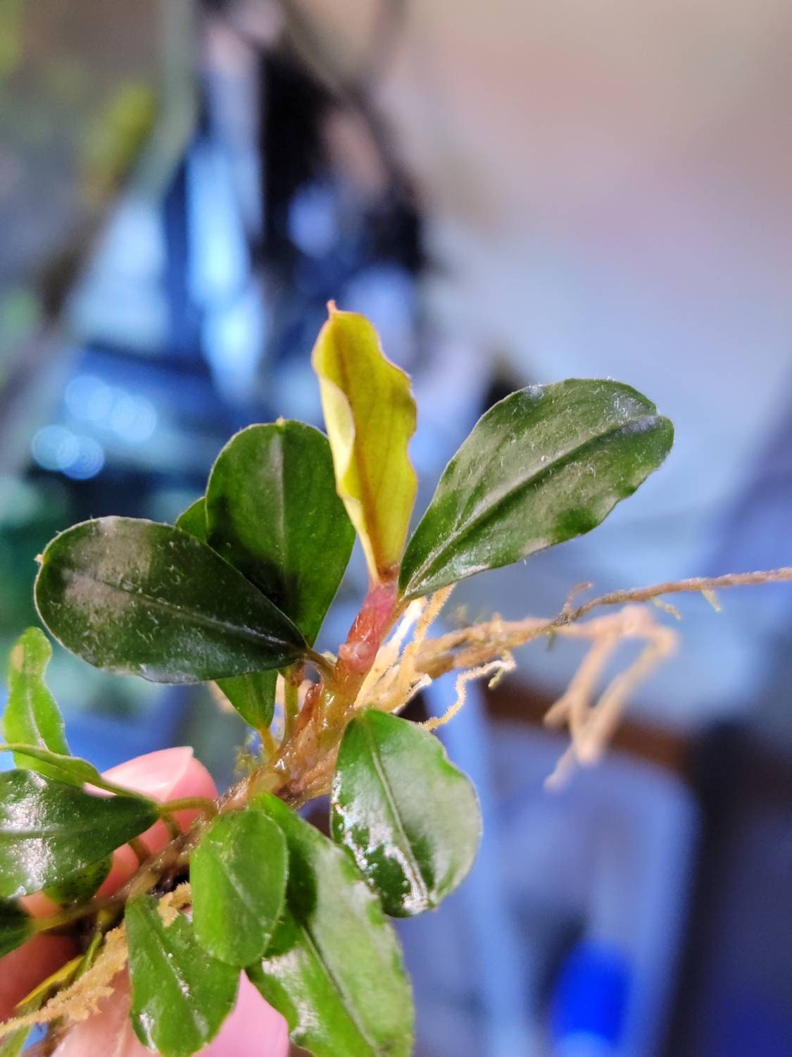 10 Random Bucephalandra Plants + A Mystery Bonus - Rare Aquarium Plants