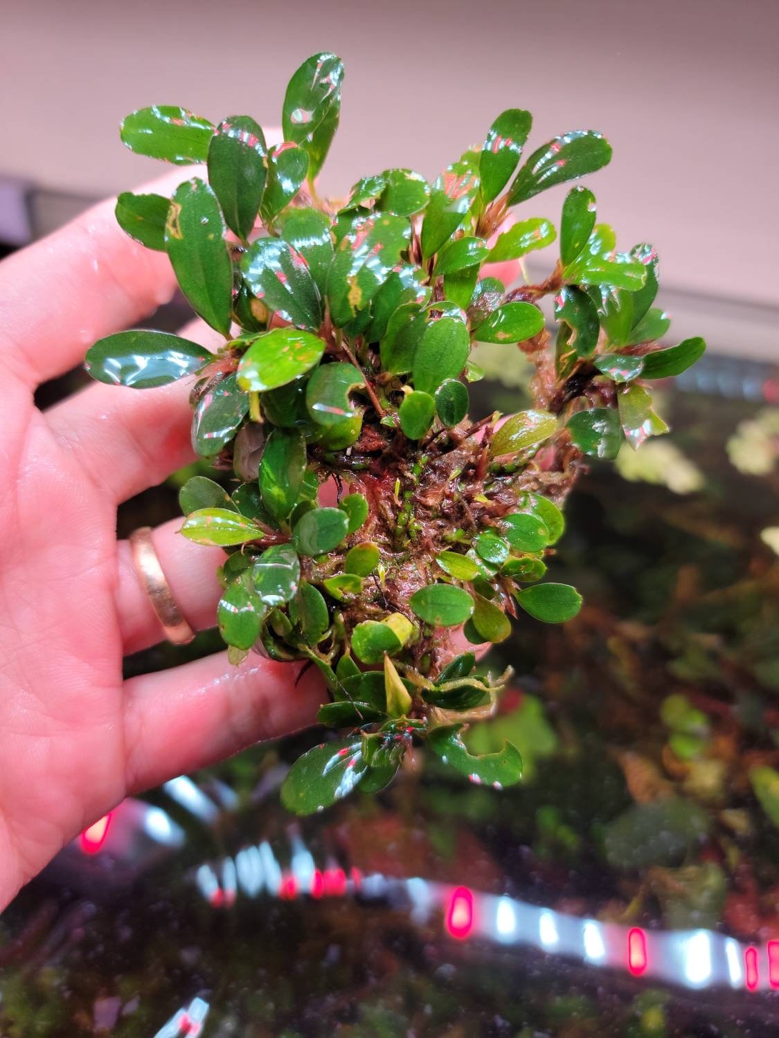 Random Medium Size Bucephalandra Clump + A Mystery Bonus- Rare Aquarium Plants