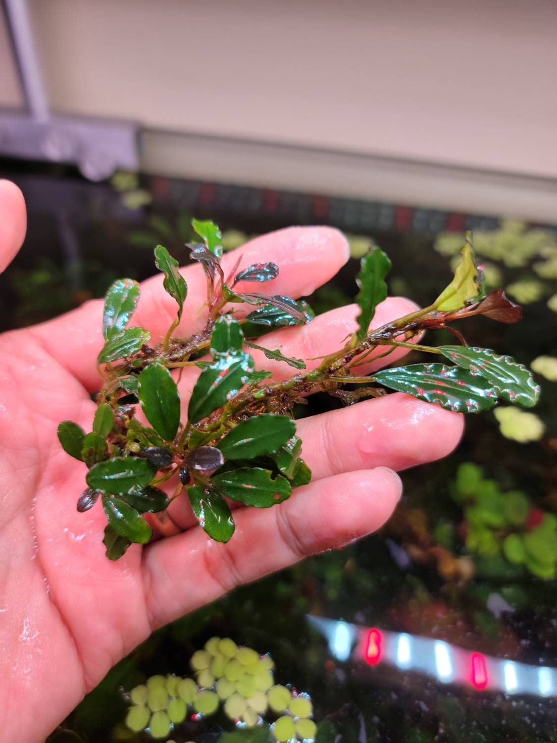 Random Small Size Bucephalandra Clump + A Mystery Bonus - Rare Aquarium Plants