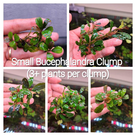 Random Small Size Bucephalandra Clump + A Mystery Bonus - Rare Aquarium Plants