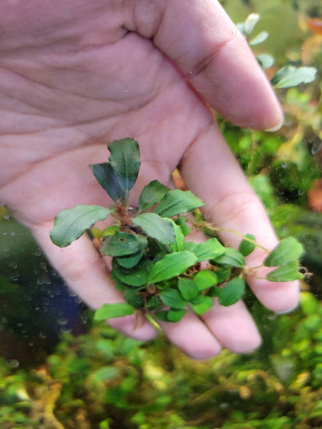 Random Small Size Bucephalandra Clump + A Mystery Bonus - Rare Aquarium Plants