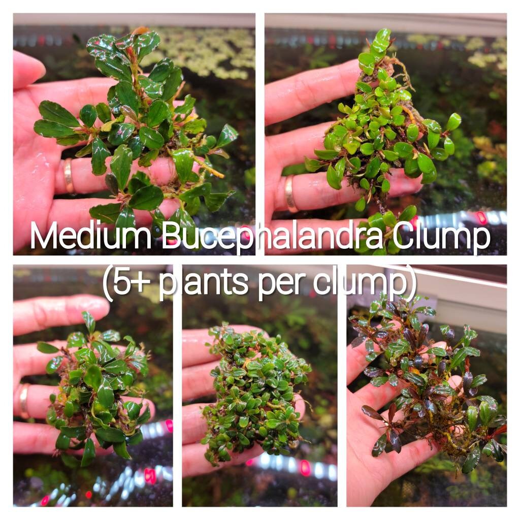 Random Medium Size Bucephalandra Clump + A Mystery Bonus- Rare Aquarium Plants