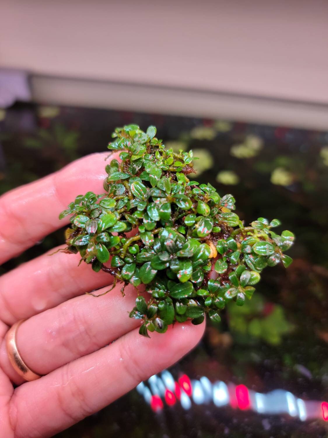 Random Medium Size Bucephalandra Clump + A Mystery Bonus- Rare Aquarium Plants