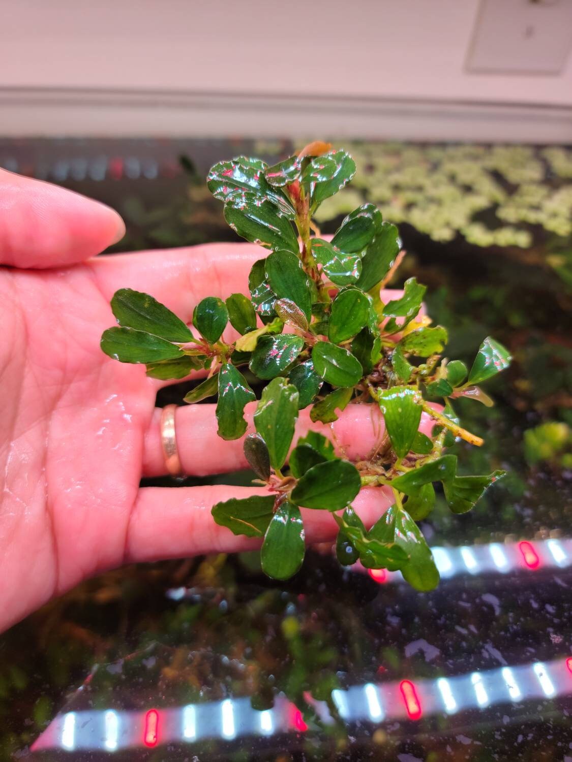 Random Medium Size Bucephalandra Clump + A Mystery Bonus- Rare Aquarium Plants