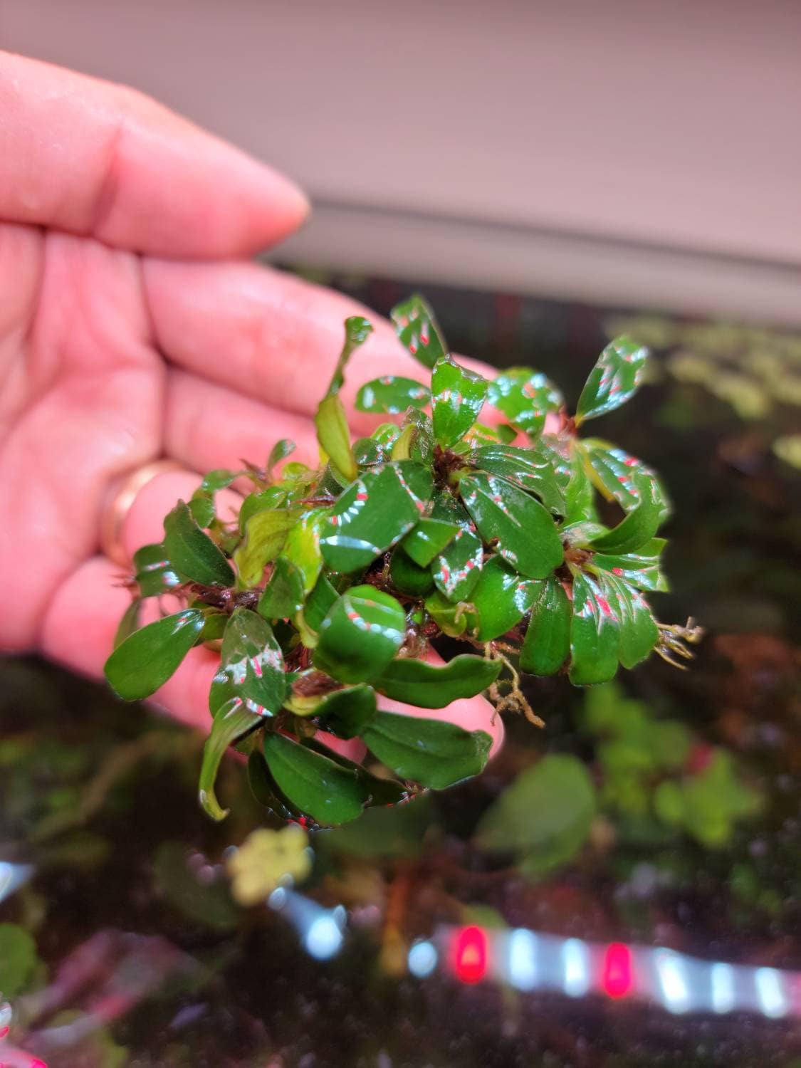 Random Medium Size Bucephalandra Clump + A Mystery Bonus- Rare Aquarium Plants