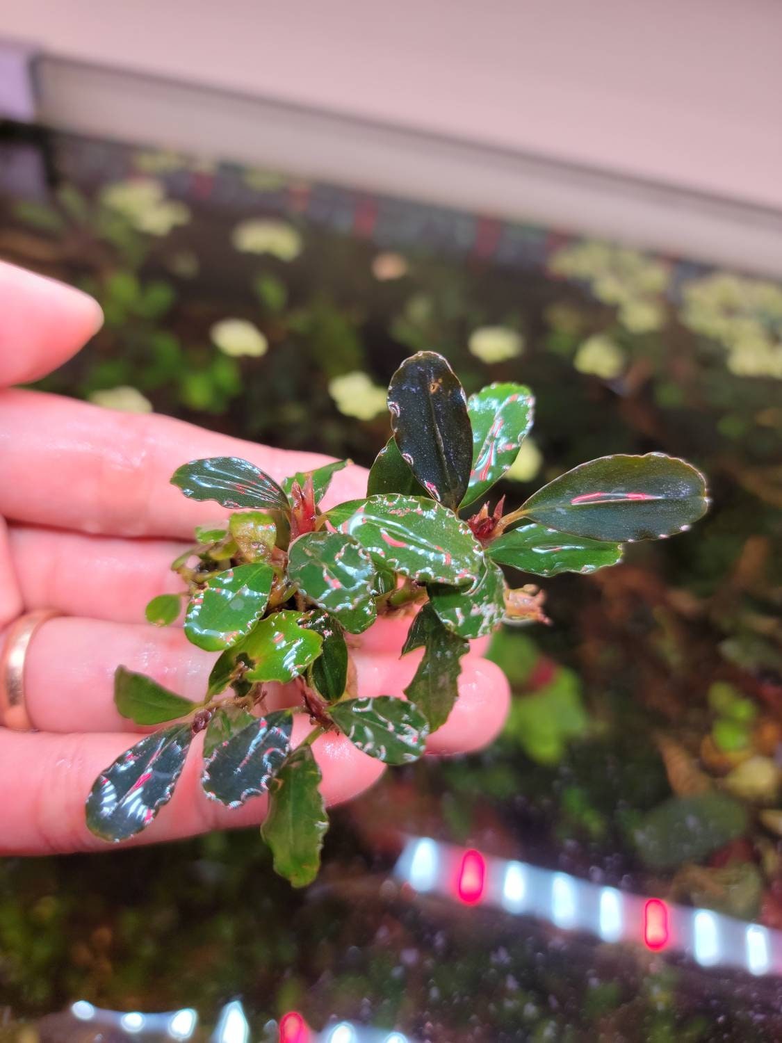 Random Small Size Bucephalandra Clump + A Mystery Bonus - Rare Aquarium Plants