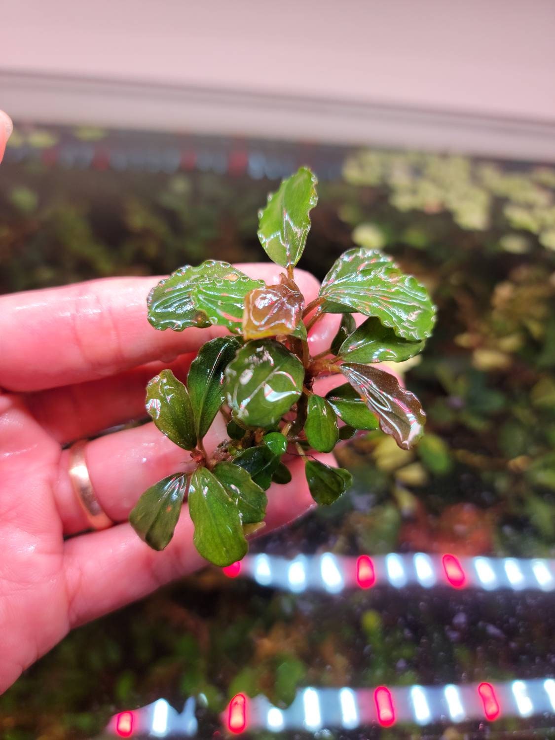 Random Small Size Bucephalandra Clump + A Mystery Bonus - Rare Aquarium Plants