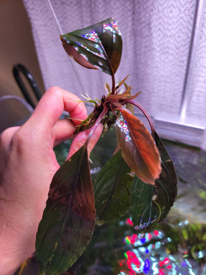 Bucephalandra Sp. Dark Skeleton King | Rare Live Aquarium Plant | Unique Collector Variety | Low Light | Shrimp Tank