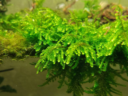 Weeping Moss Golfball | Live Aquarium Moss | Shrimp Tank | Easy Care Low Light Moss | Nano Tank